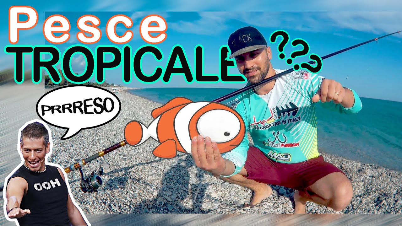 Un bel pesce tropicale che merita il rilascio : #beach #ledgering #pesca con gambero Pesce Balestra