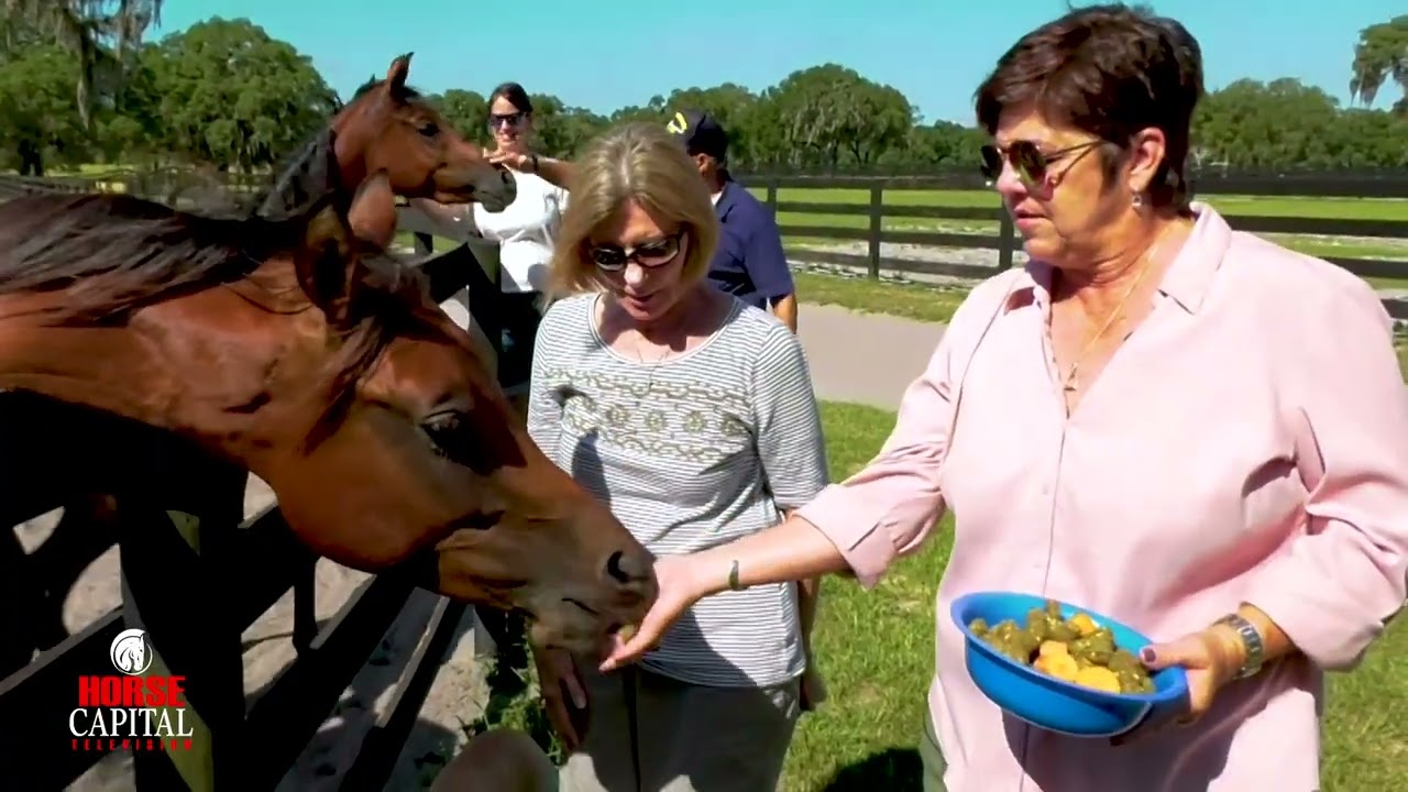 Farm Tours of Ocala Hennessey Arabians