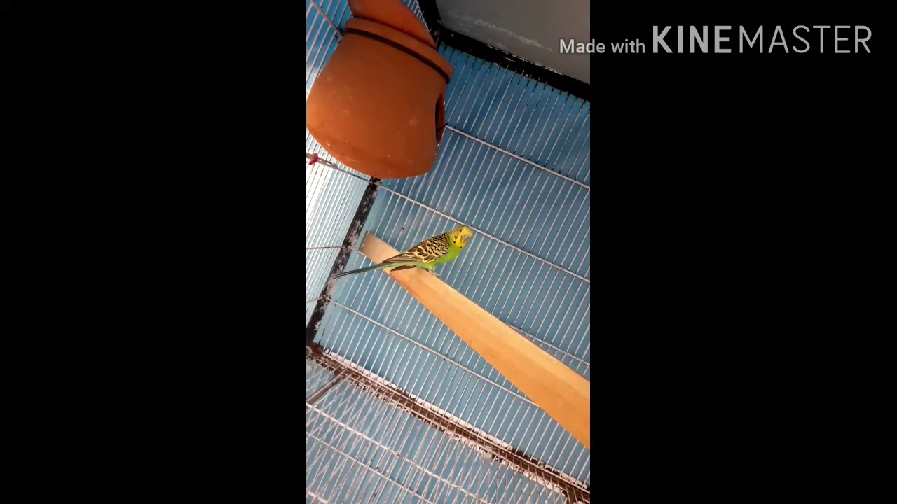 kon say birds ka ghr par business setup lga sktay hain