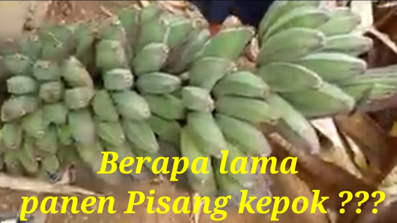 Berapa Bulan Panen Pisang Kepok