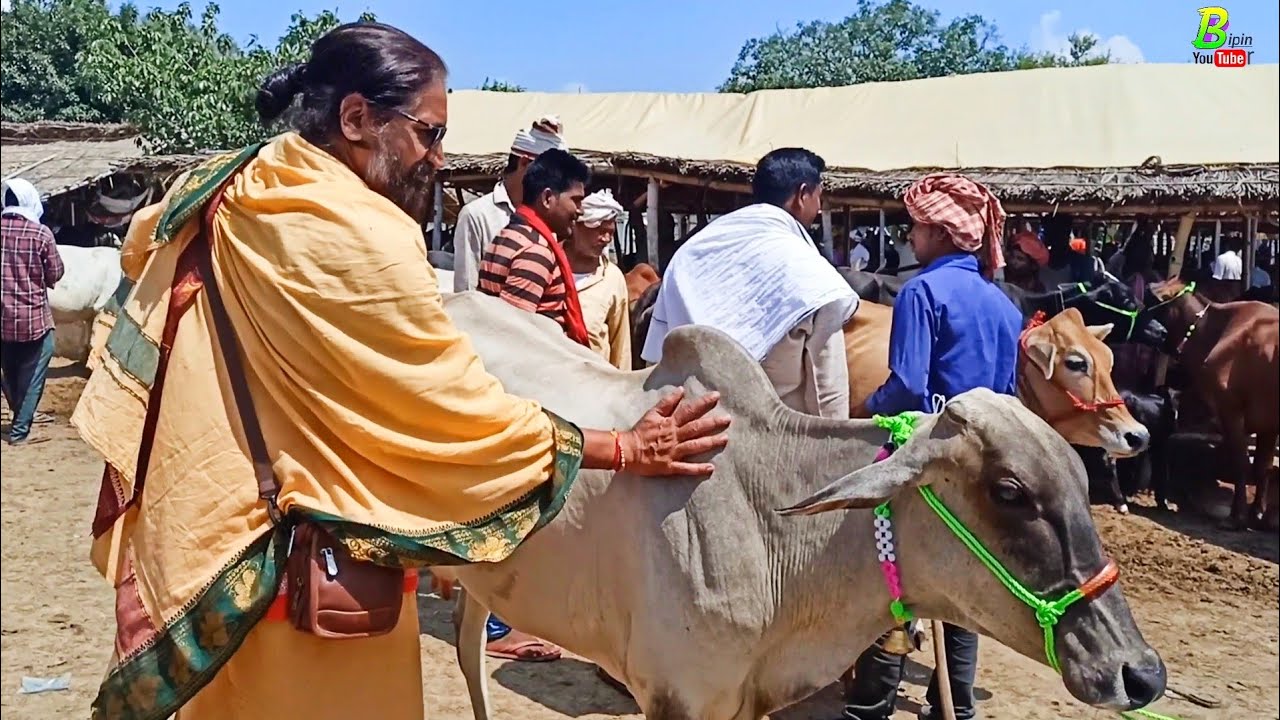 आश्रम के लिए गंगातीरी गाय खरीदी गई चौसा पशु मंडी से | Chausa Pashu Mandi 2022 | Gangatiri Cow Video