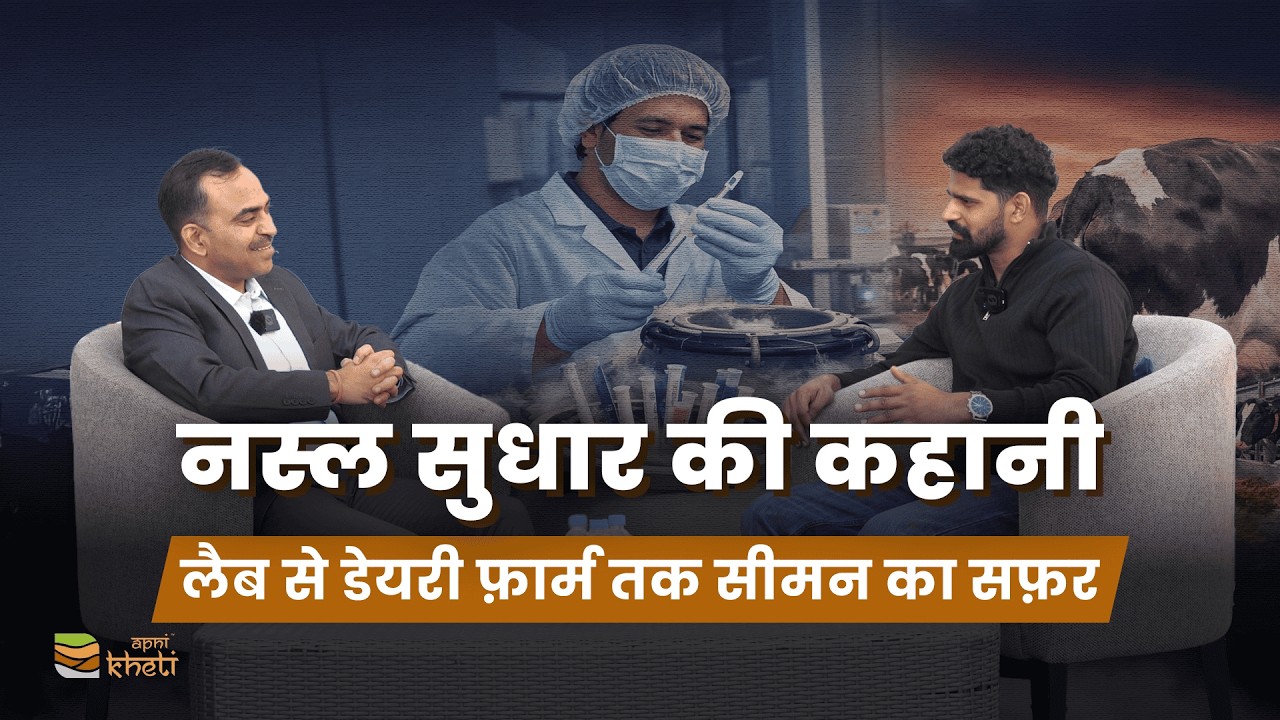 HF गाय से 100 लीटर दूध रोजाना – सपना या हकीकत?