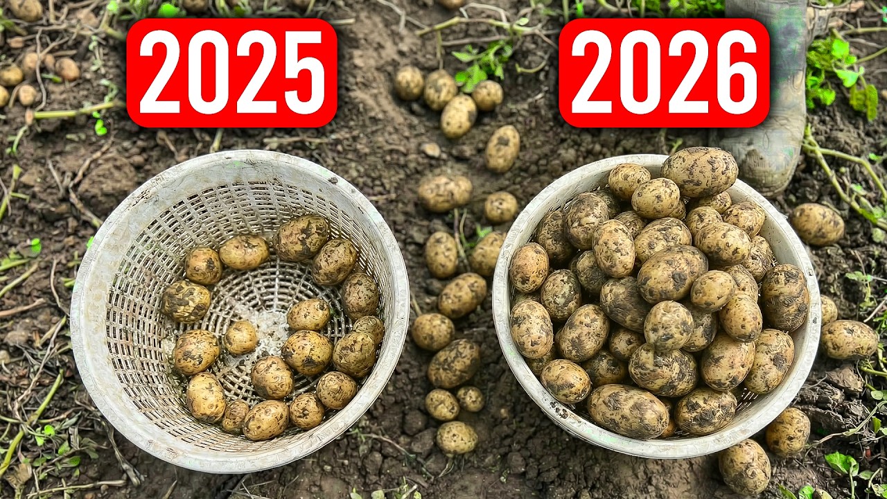 HUGE Potato Harvest With This One Simple Technique!
