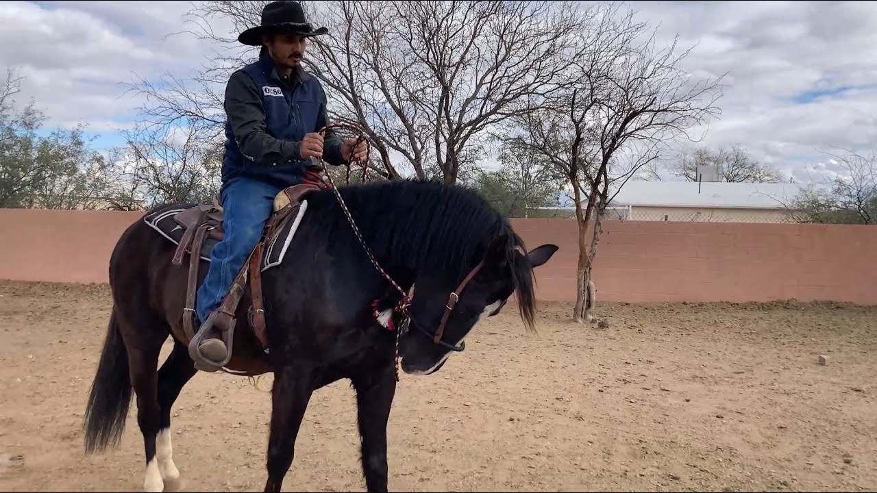 AZHT: Bending your Horse at the Pole - No Tie Downs or Other Gimmicks Necessary