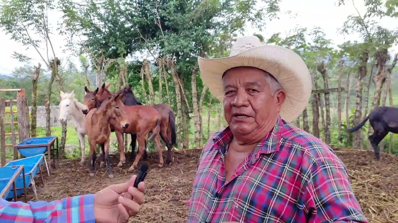 Venta de Mulas para ganaderia trato con el señor Ramiro molinedo Ixtacomitan Chiapas