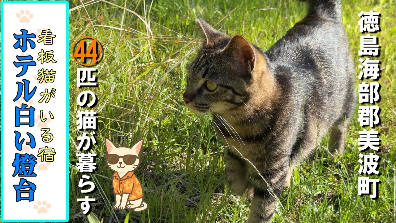 【看板猫が44匹いる宿】ホテル白い燈台の日常で癒されました えびす洞温泉／徳島県海部郡美波町／Tokushima-Cat Hotel WhiteLight House