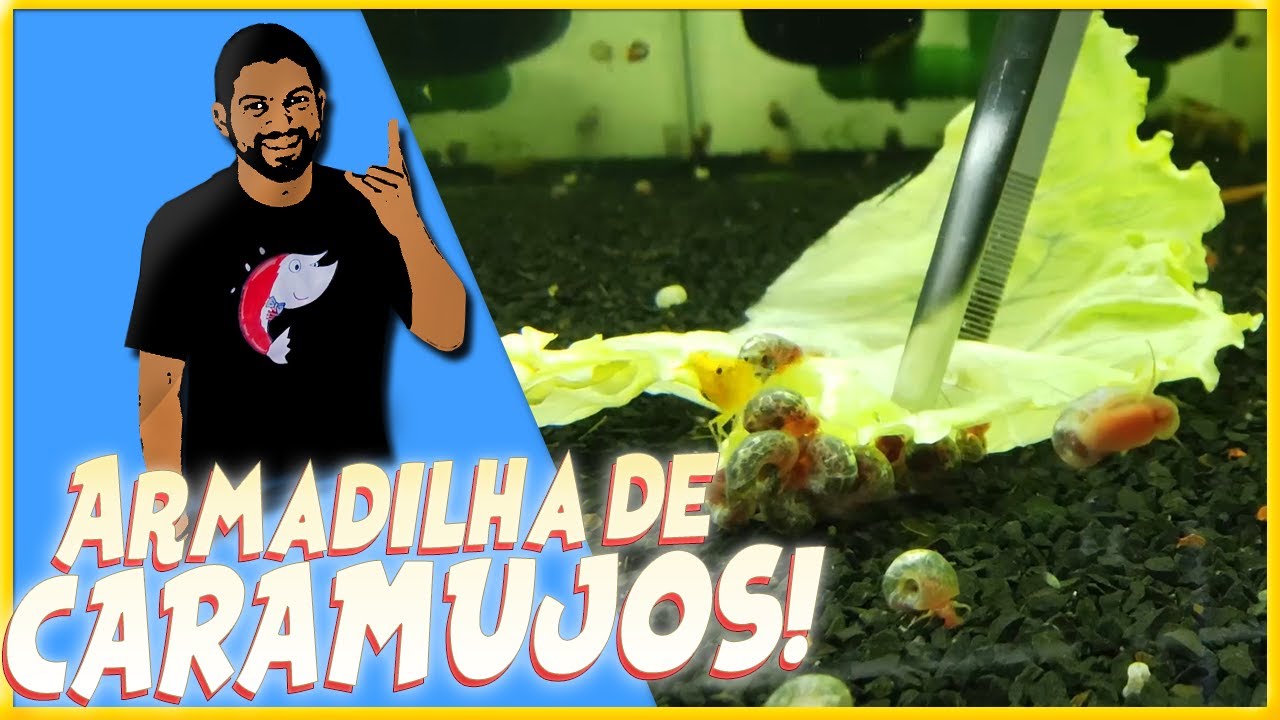 Como Fazer ARMADILHA De CARAMUJOS | Como ACABAR Com Caramujos