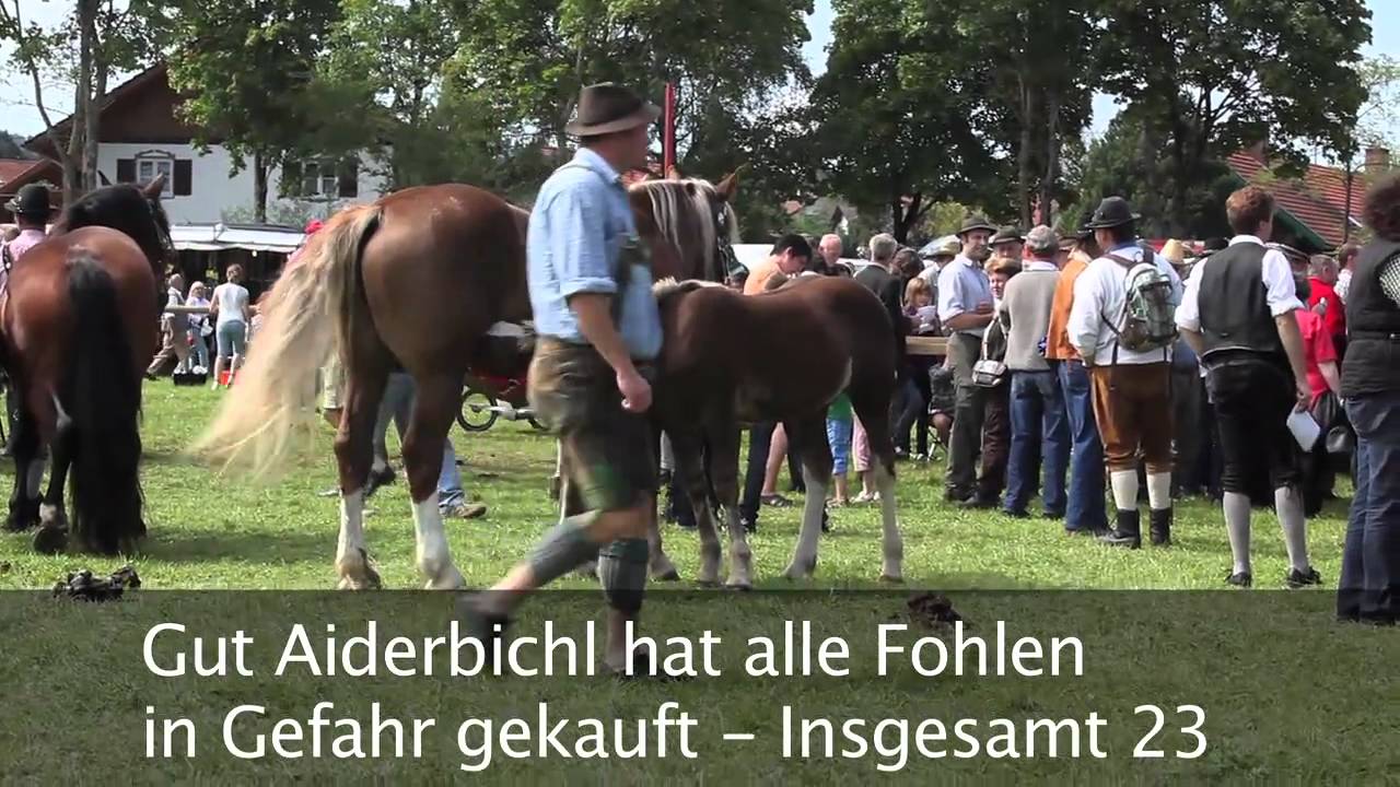 Fohlenauktion Rottenbuch