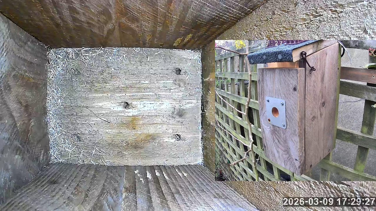 SoBo Nest Box Live Stream