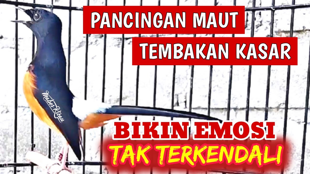 PANCINGAN MURAI BATU GACOR EMOSI‼️ BIKIN MURAI BATU APAPUN LANGSUNG NYAUT BUNYI DAN EMOSI