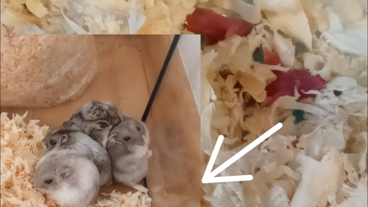chomiki dżungarskie od 1 do 15 dnia życia (44)