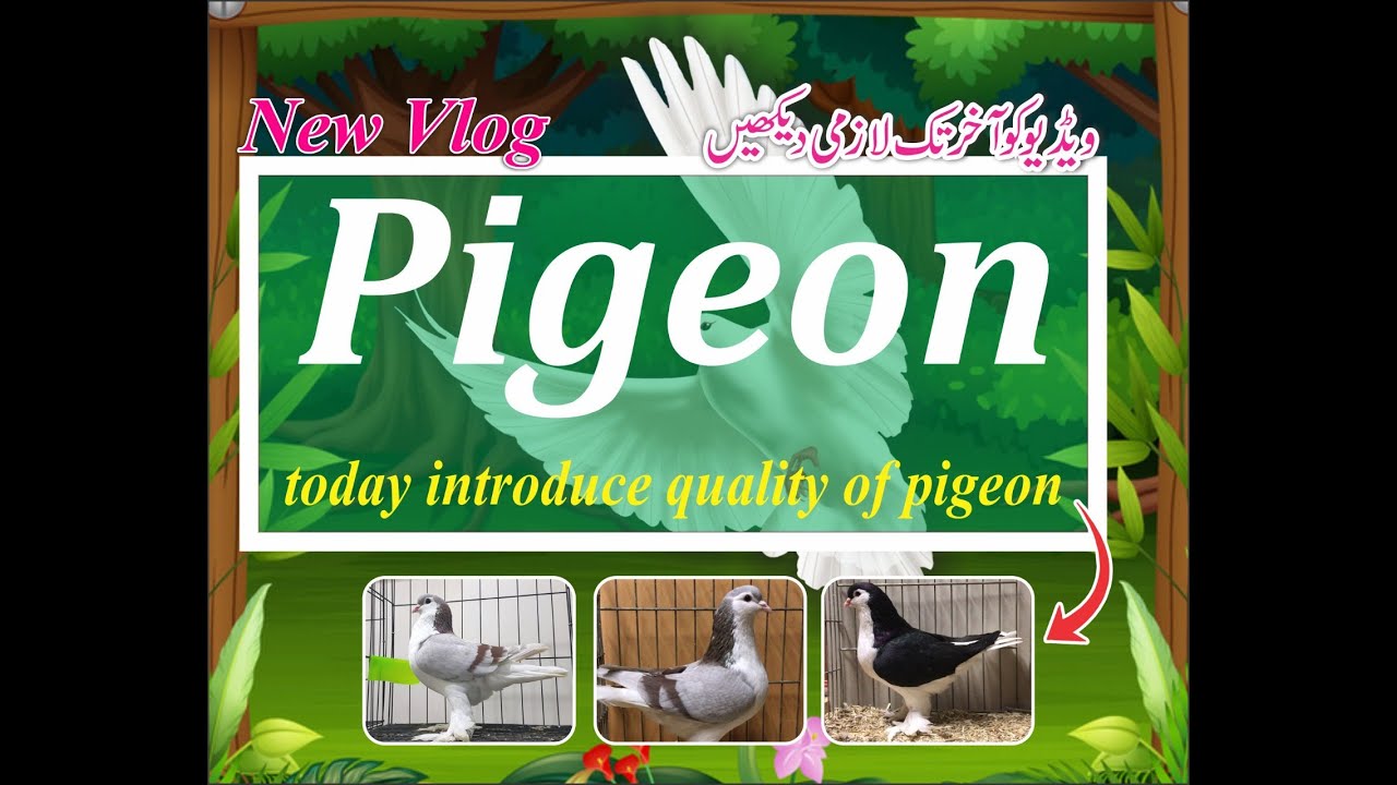 Today introduce quality of pigeon