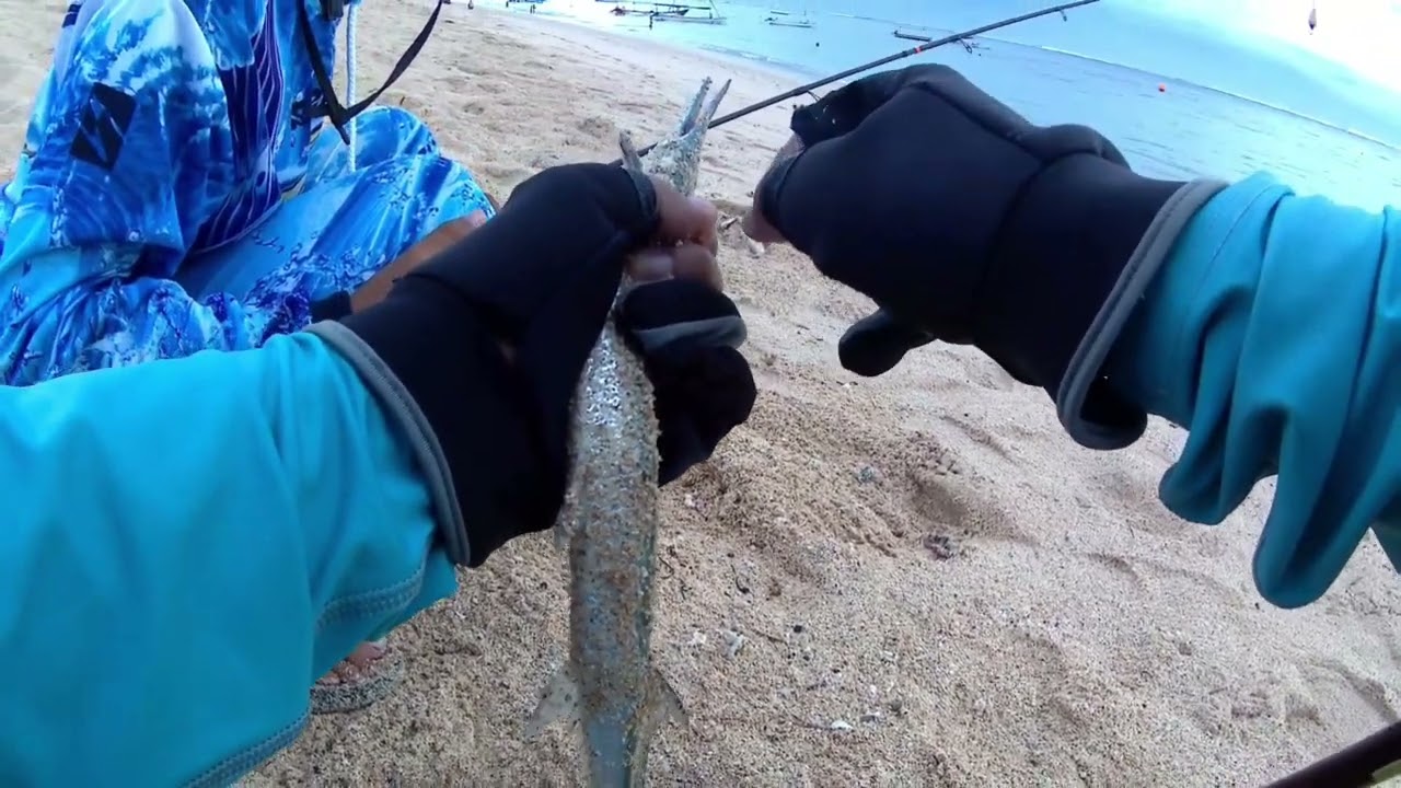 AWAS‼️CENDRO DAN CAKAL LAGI BANYAK DI PANTAI GEGER‼️