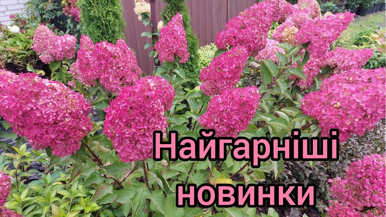 Новинки волотистих гортензій які завжди радують 👍