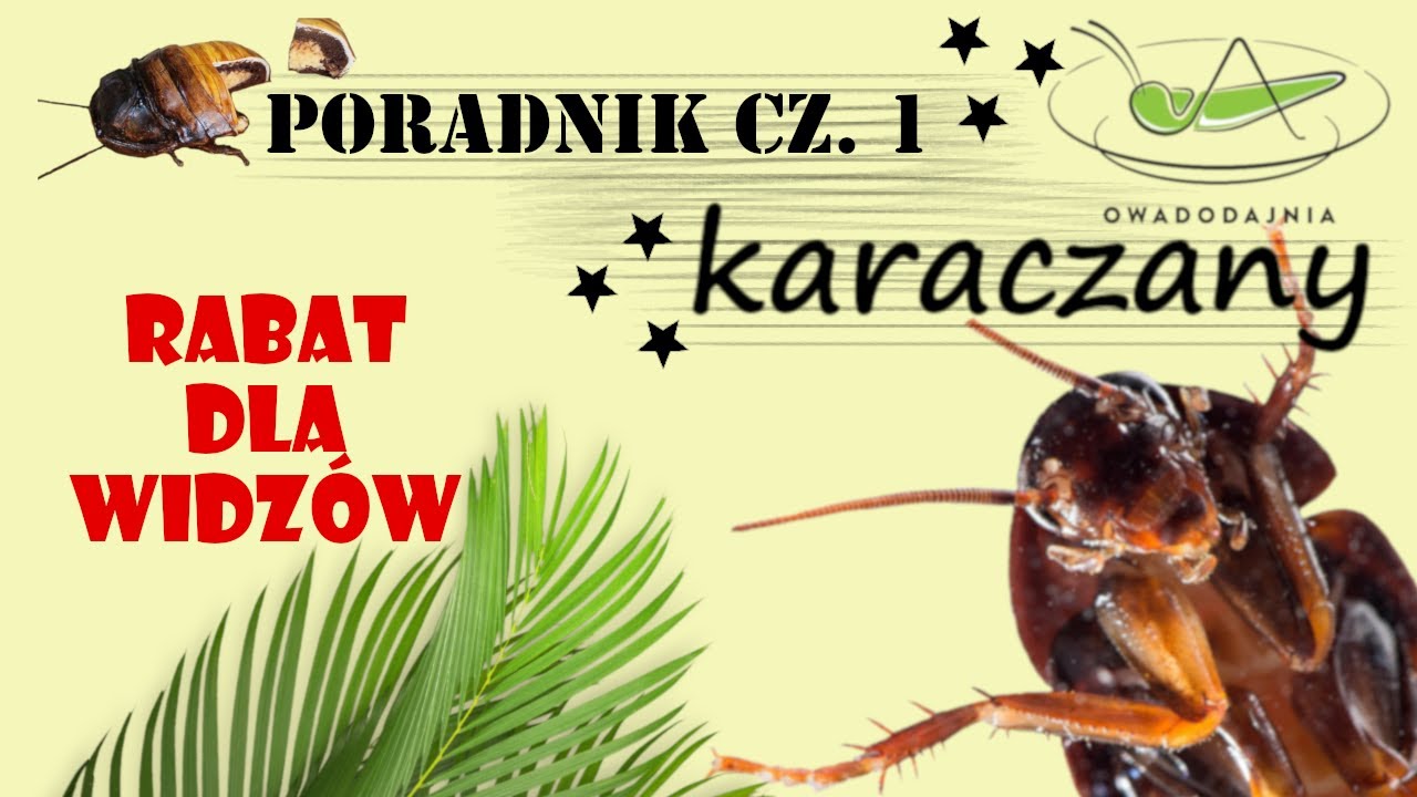 Owady karmowe [1/3] - KARACZANY - Rabat dla widzów  od Owadodajni !