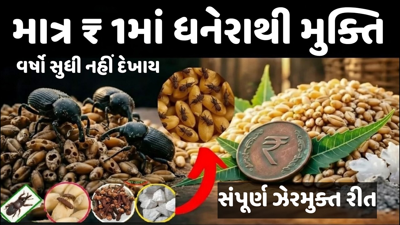 ધનેરા સામે સંપુર્ણ રક્ષણ | ખર્ચ માત્ર 1 રૂપિયો | સંપૂર્ણ ઘરગથ્થુ ઉપાય
