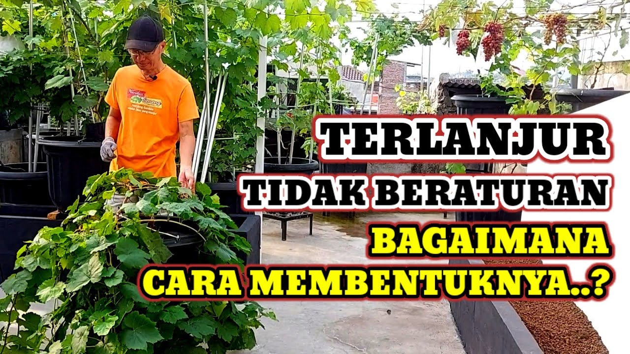 CARA MEMBENTUK PERCABANGAN TANAMAN ANGGUR YANG TERLANJUR TUMBUH LIAR |Cara Tanam Anggur dalam Pot