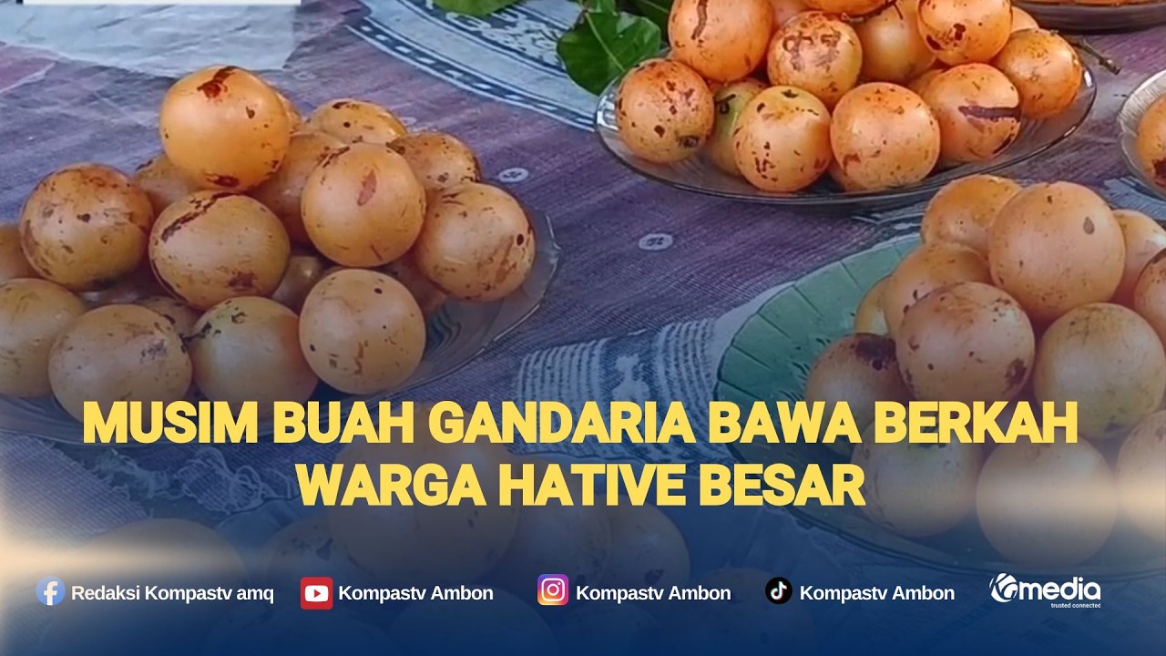 Musim Buah Gandaria Bawa Berkah Warga Hative Besar