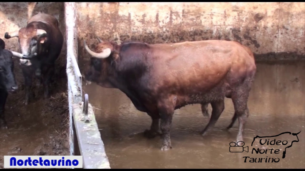 Ensogado de Toros para Azpeitia (Guipuzcoa)  22-01-2017 Bergarako Zezenak