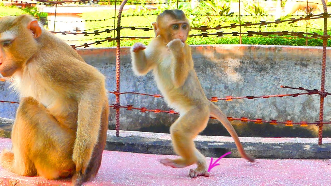 Super cute...baby monkey SABA in this action.
