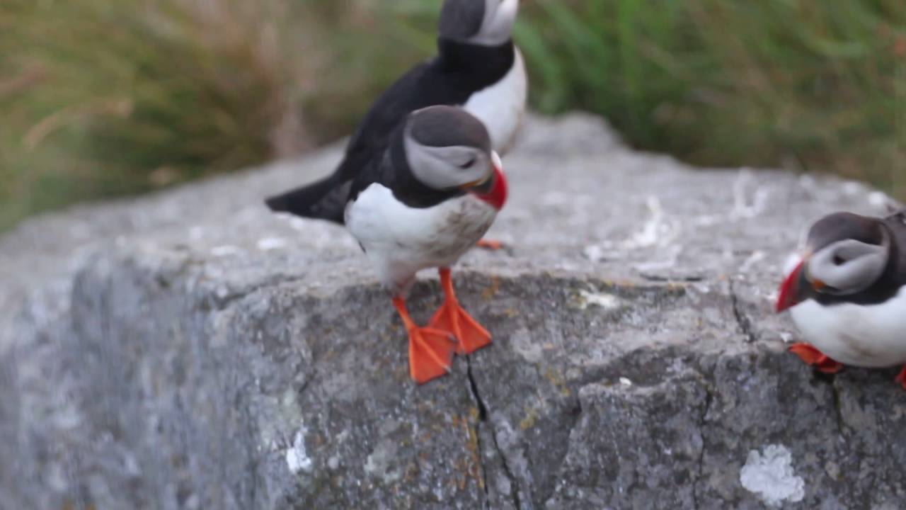 Puffins billing and jumping