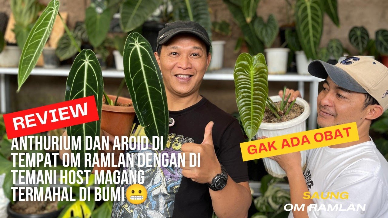 Ready Jenis Anthurium Dan Beberapa Arodi Seperti Monstera,Monthai,Homalomena,Dll Tempat Om Ramlan 🔥