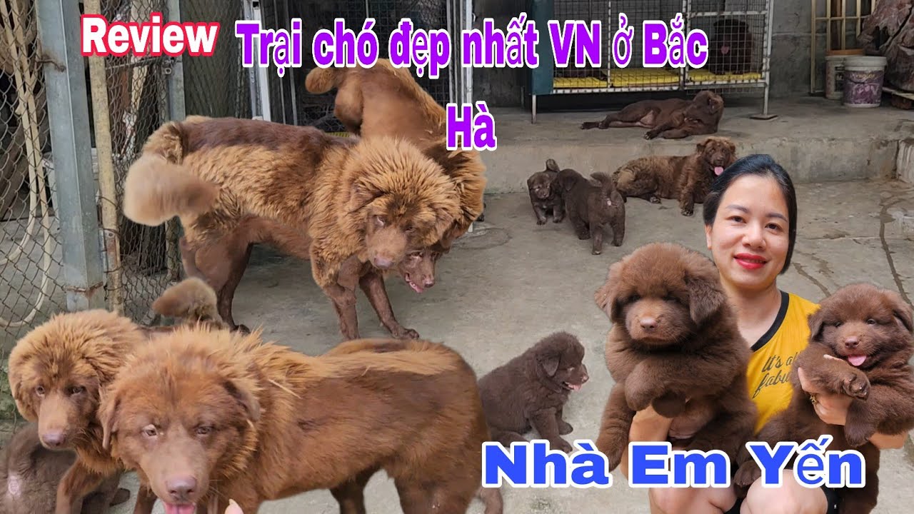 Review trại ch.ó bắc hà xù đỏ nhà em yến đẹp nhất VN ở tại Bắc Hà - Lào Cai với rất nhiều cá thể đẹp