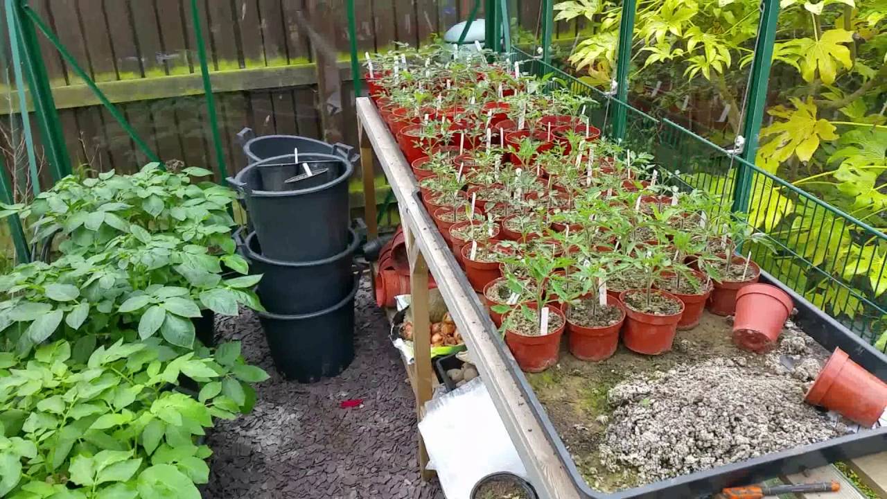 Allotment Days #10 First earlies into the home straight!