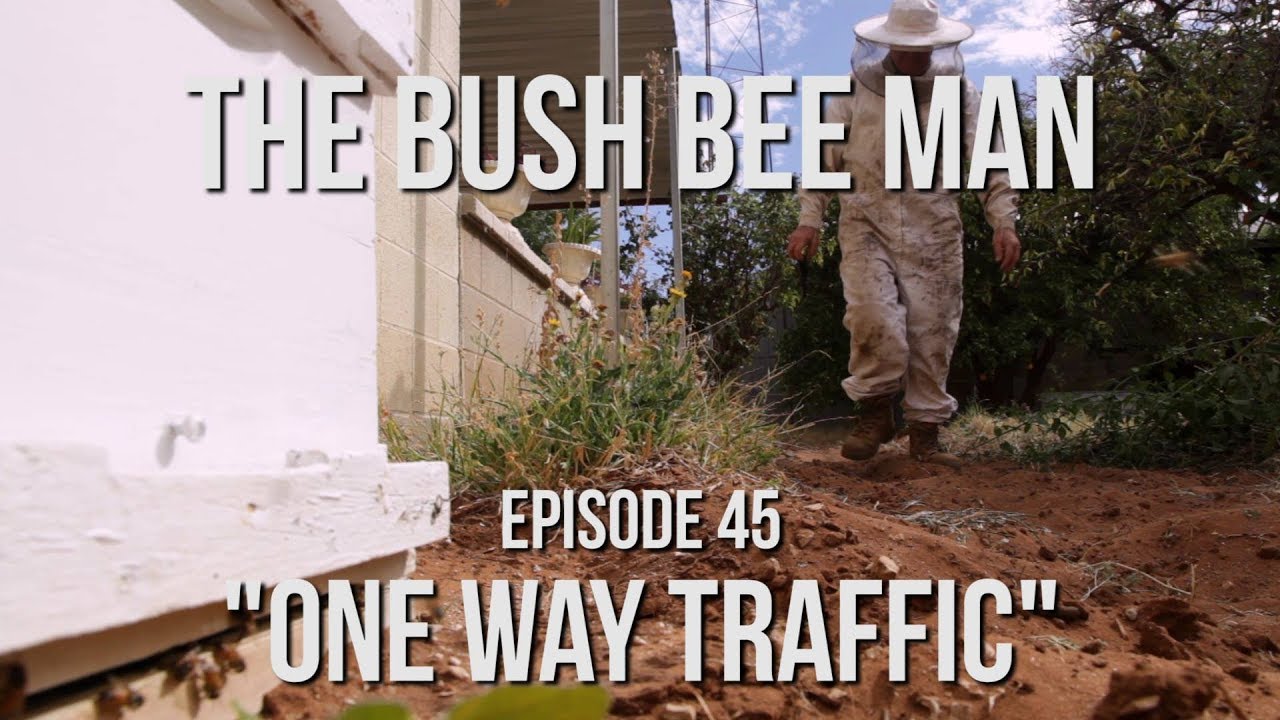 Removing Wild Bee Hives from a House using a Funnel - Episode 45: 