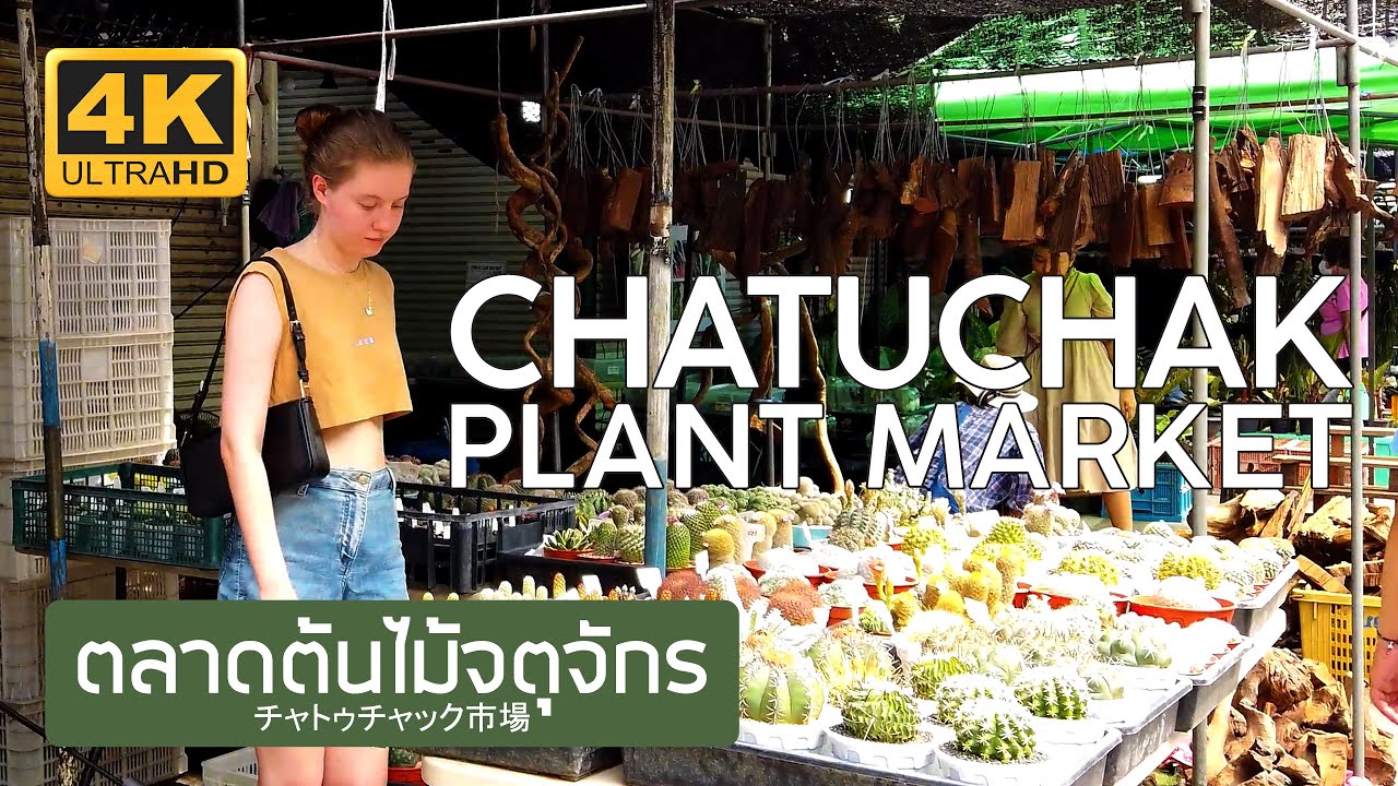 ตลาดต้นไม้จตุจักร แคคตัส 23 พฤศจิกายน 2566 Chatuchak Plant Market チャトゥチャック市場 バンコク 짜뚜짝꽃시장 방콕 태국 サボテン