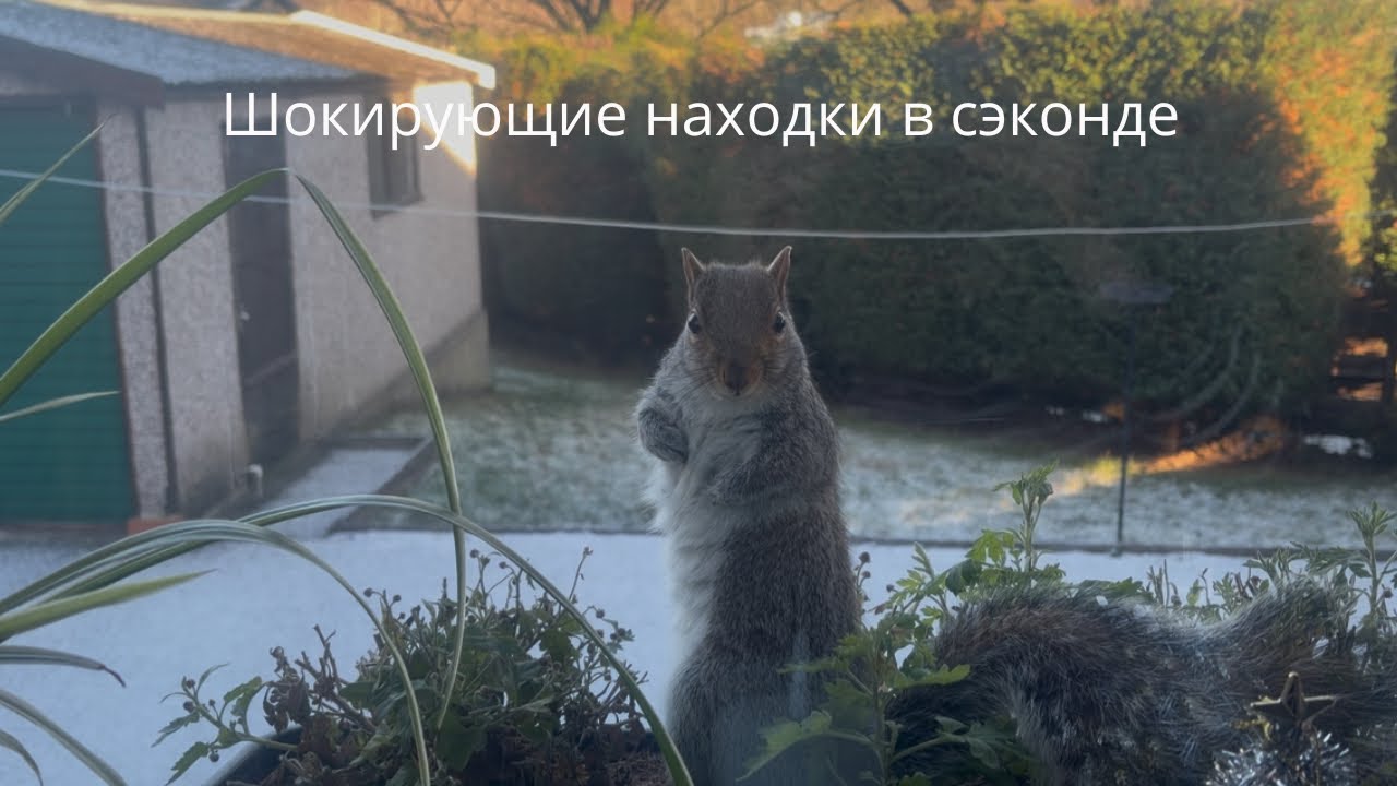 Жизнь в Британии,поход в сэконд,много интересного