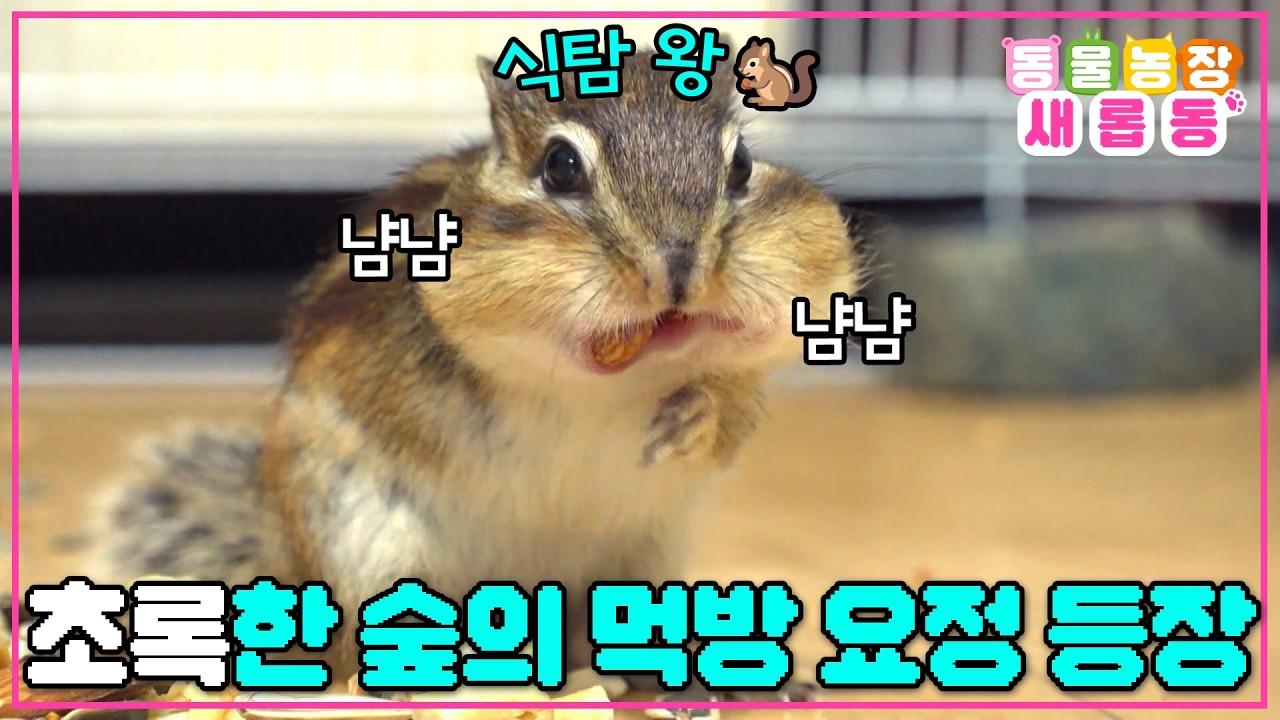 [#새롭동물농장] 아저씨 좋아!💘 부르면 달려오는 세발 이어도 행복한 반려 다람쥐 초록이🐿️ / EP.1266 #TV동물농장 #AnimalFarm #SBSstory