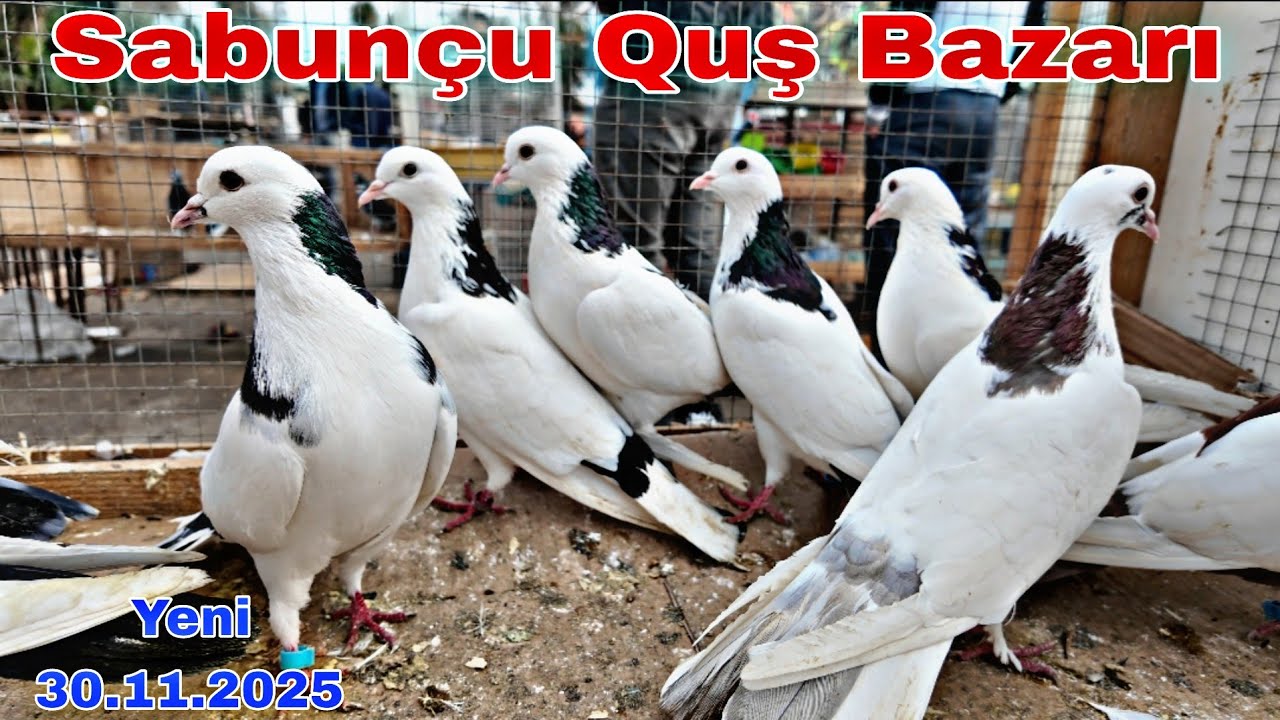 Sabunçu Quş Bazarı 30 Noyabr 2025 @mubarizemintv2271 