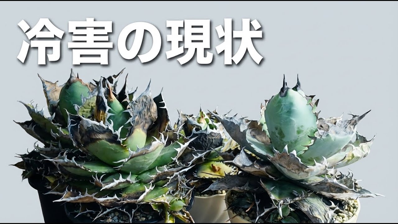 【冷害で壊滅…】チタノタ4株（シーザー/宝珠/烈焔/BB）“今の状態”全部見せます