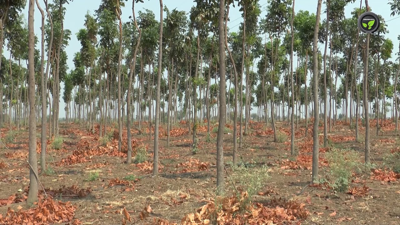 ಮಹಾಗನಿಯ ಸಾಧಕ ಬಾಧಕಗಳು | Mahagani