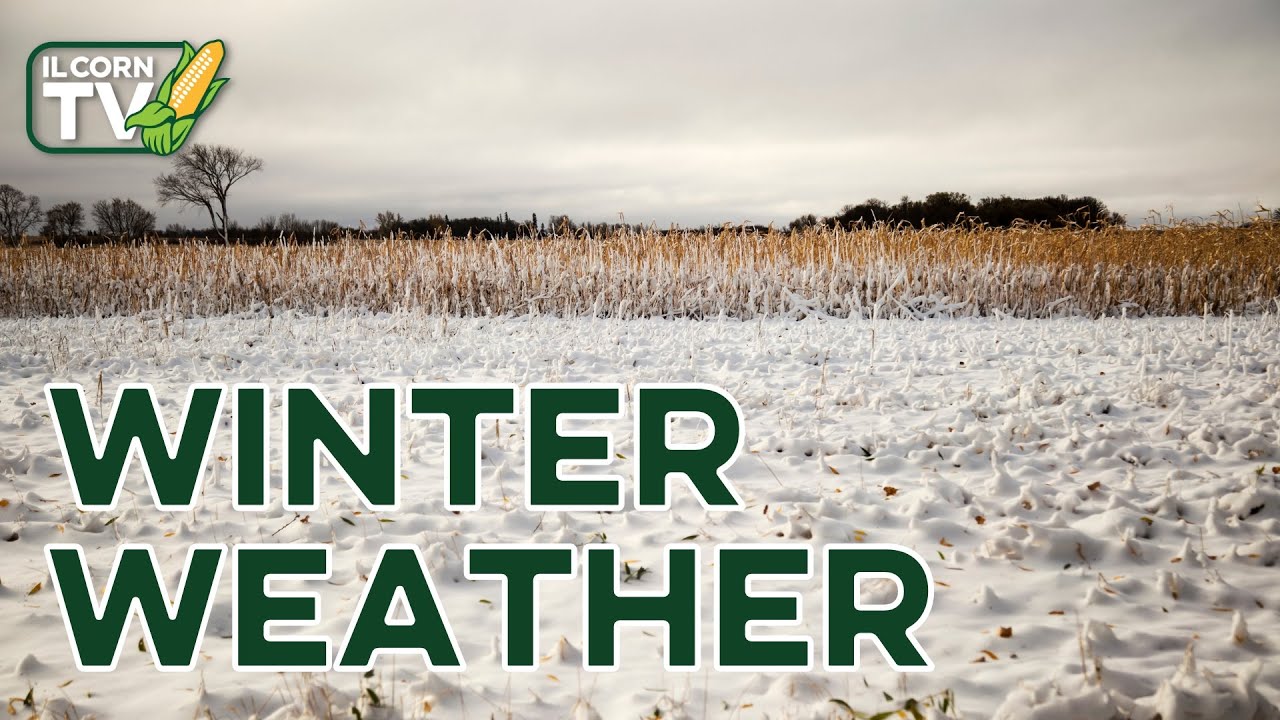 El Nino Predictions, New Leaders at IL Corn & Talking Turkey | IL Corn TV #76