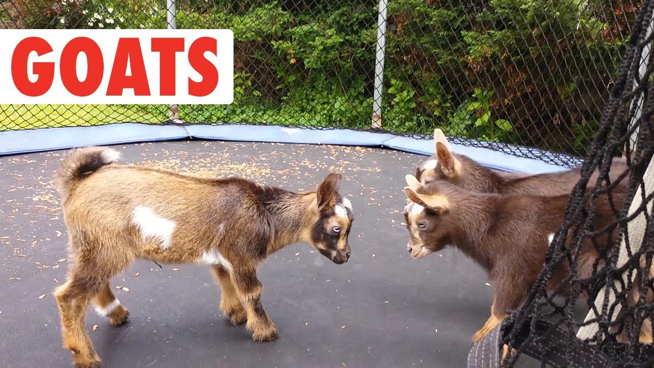 Greatest GOATS of All Time