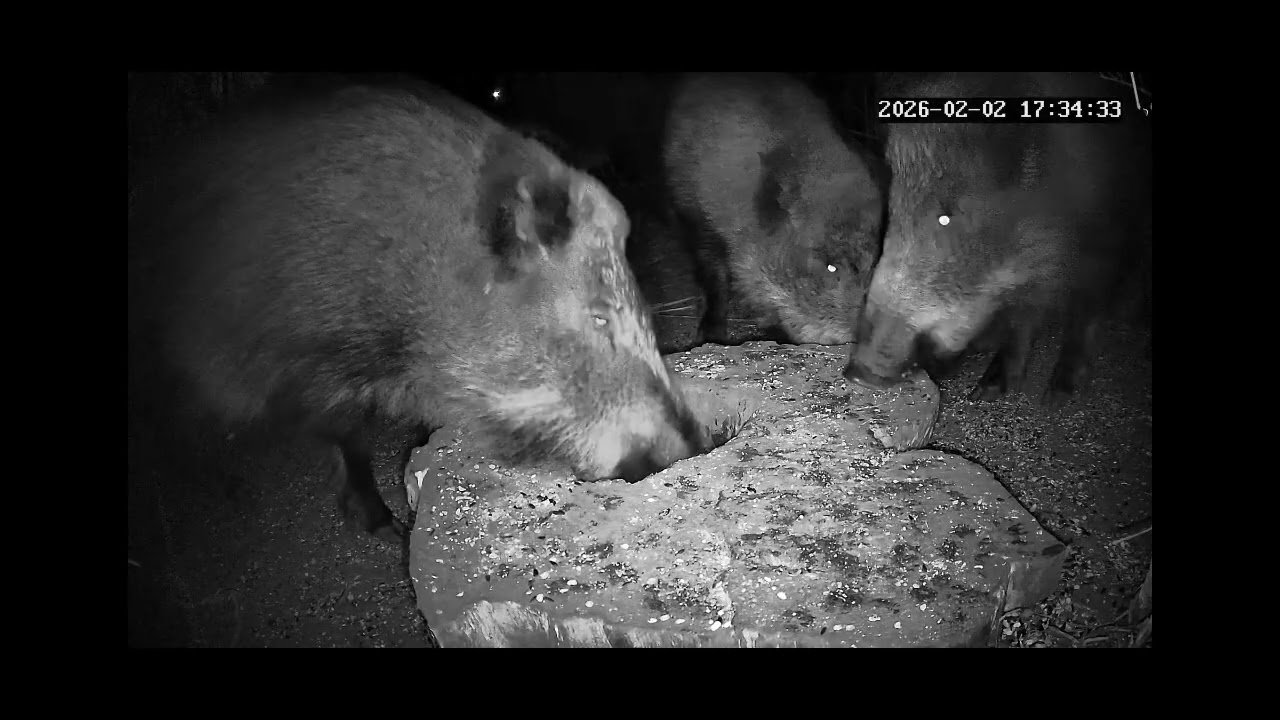 Nocna ekipa 🐗@stanisławx83 02.02.2026
