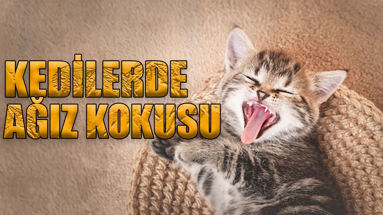 Çokkkkk önemli KEDİLERde AĞIZ KOKUSU , sebep , tedavisi… #catshorts #catlover  #cats #cat