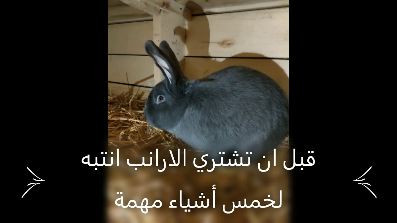اهم المعلومات لبداية تربية الارانب