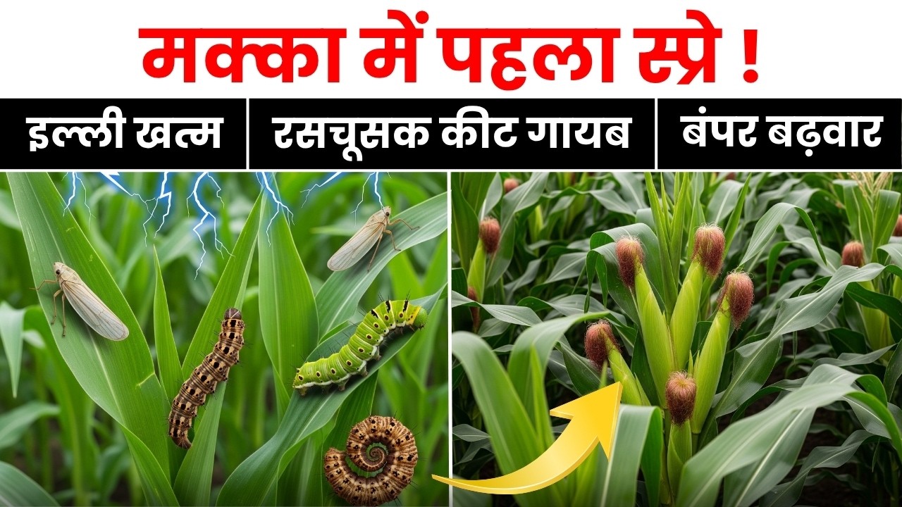 मक्का में पहला स्प्रे | मक्का में पहली खाद | Makka me kaun si khad dalen | Makka mein khad kab dalen