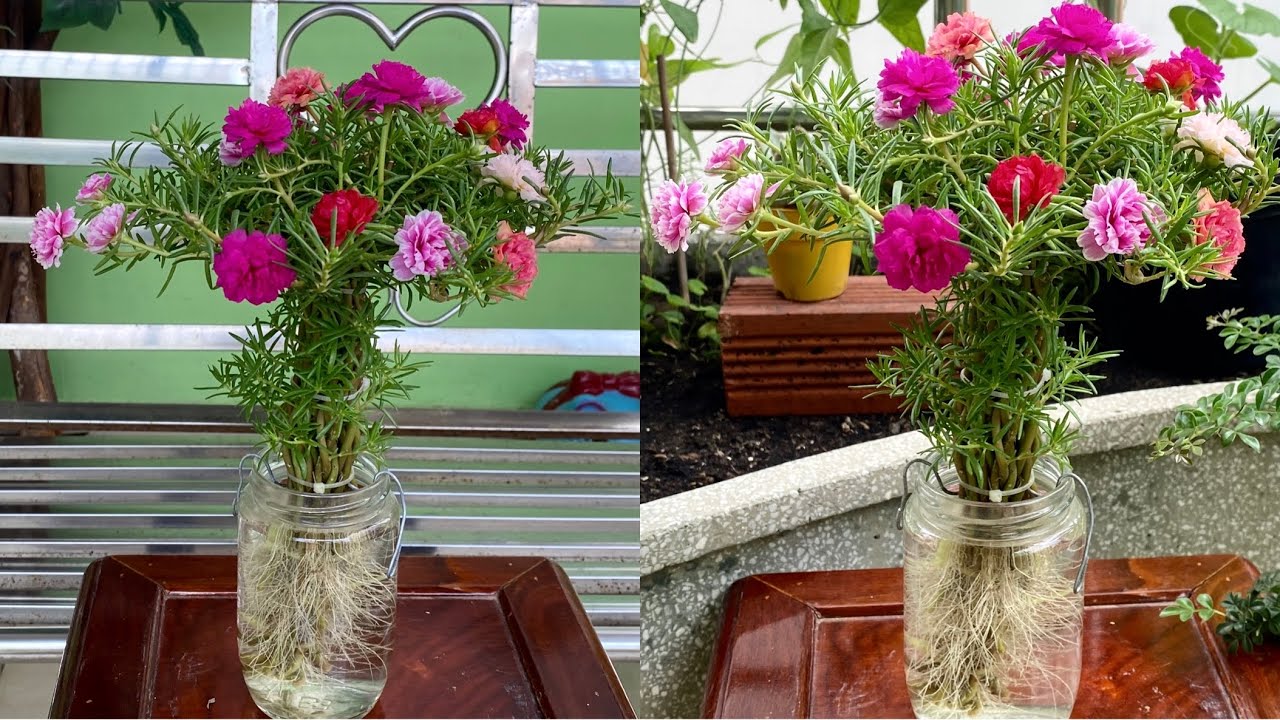 Hoa Mười Giờ Bonsai Trồng Trong Nước Đẹp Rực Rỡ Với Cách Làm Đơn Giản Nhất