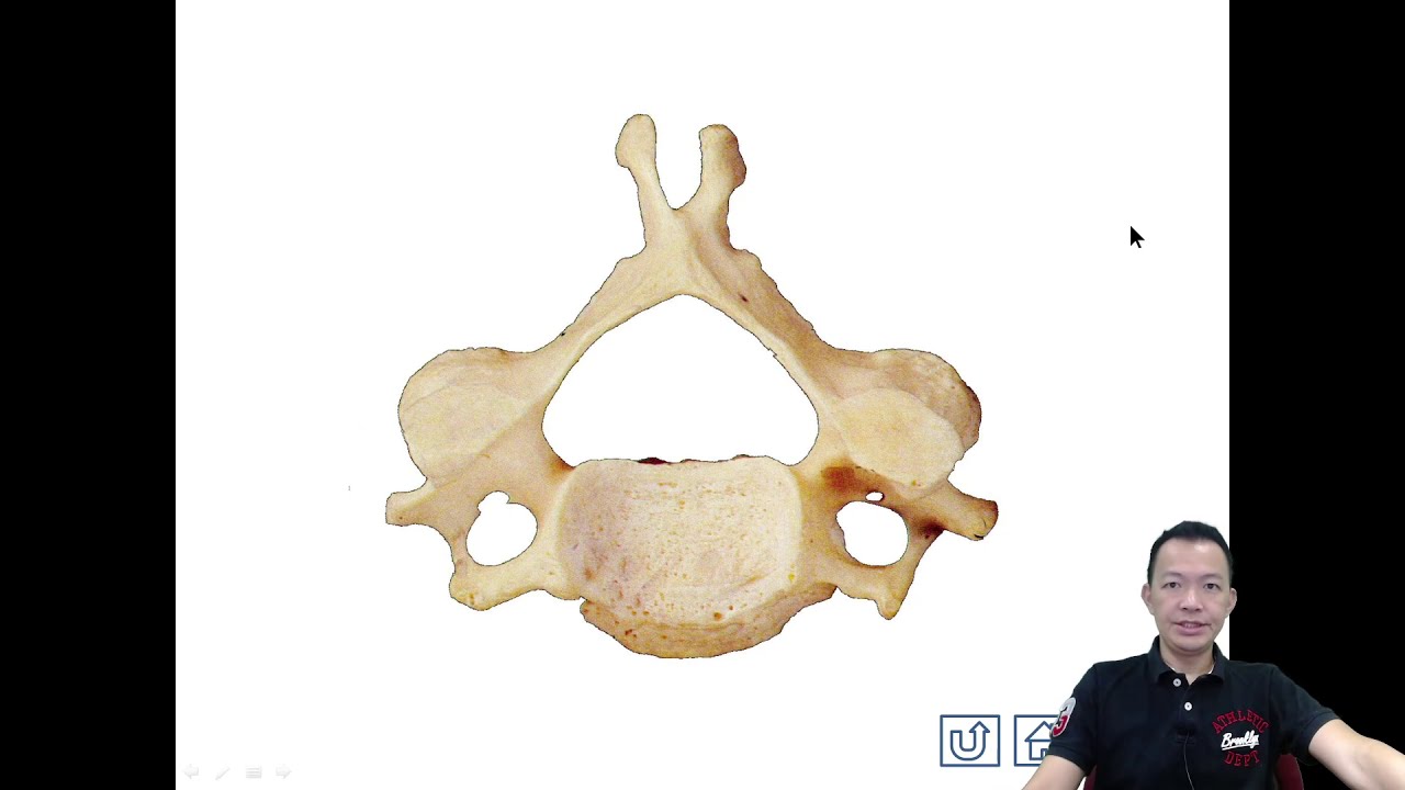 Form 4 Bio Chapter 14 Support and Movement. Vertebral Column Structure and Function