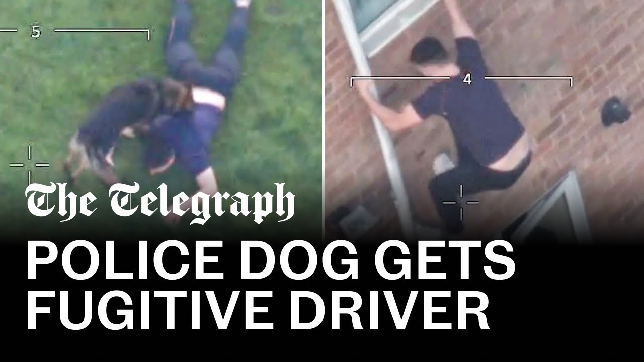 Fugitive driver tackled by police dog after high-speed chase
