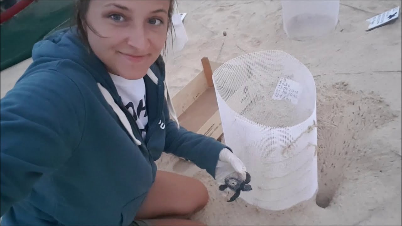 Turtle Foundation – Protecting sea turtles on Boa Vista as a volunteer