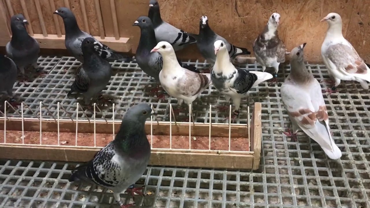 Pigeon loft Tulbită Valentin Pui 20/08/2020 👉 www.crescatoria-tulbita-valentin.ro 👈