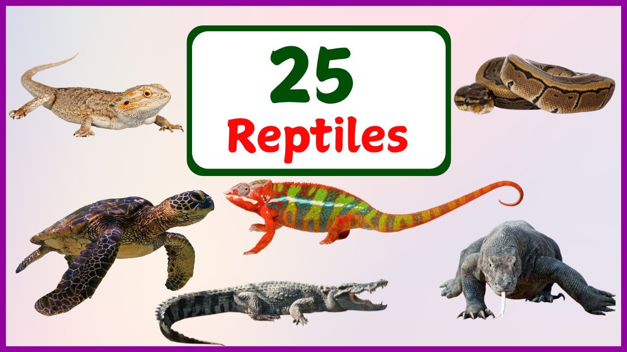 Reptile Names | Reptile Names in English | 25 Names of Reptiles for Toddlers | Educational Video