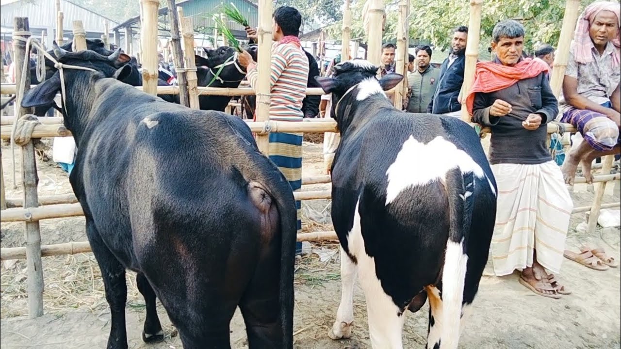 17/01/2026 মাত্র ৯০ হাজার টাকা বার্মা জাতের গরু,,,,