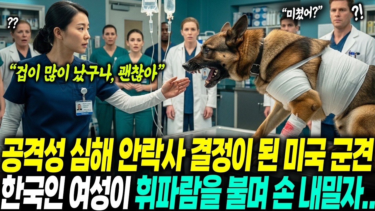 미국 군병원에 이송된 군견을 무작정 안락사 하려는 의료진  무시받던 한국인 간호사가 달려와 휘파람을 불더니 모두가 얼어붙었다