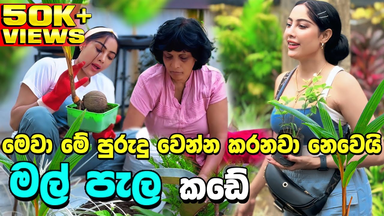 මගේ මල් පැල කඩේ | Piumi srinayaka Flower garden | 2024 | Mal pala wagawa | විසිතුරු මල්